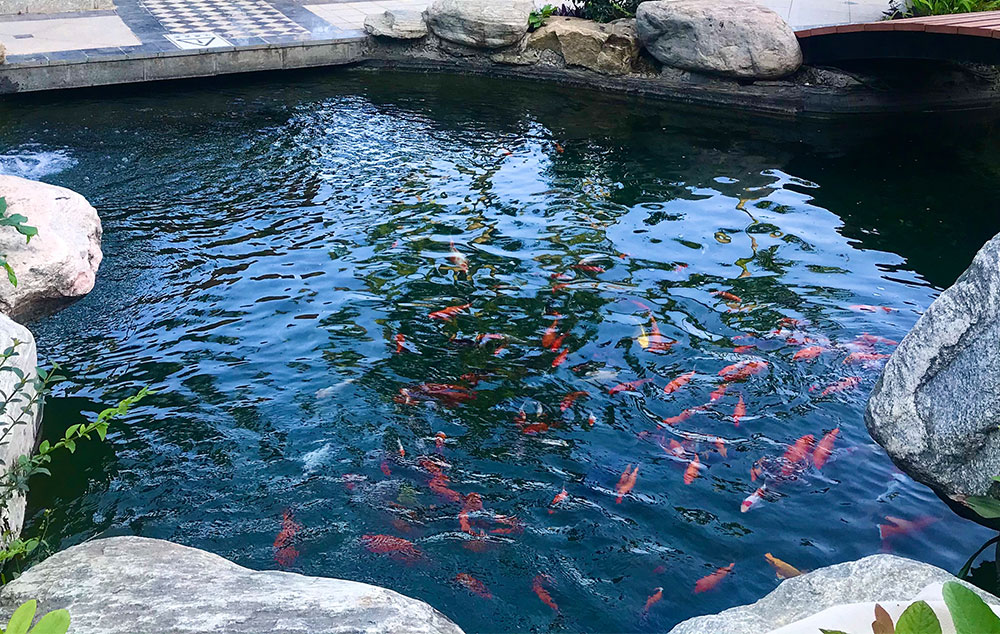 酒店景觀魚池水質處理